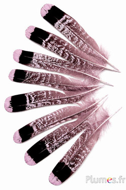Francolino di monte - 11-13 cm - rosa-nero